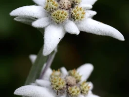Edelweiss: What it *really* means, from the song to the airline, and why it's everywhere.