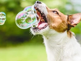 How to Spot a Bubble: You're Already Screwed. - Reddit Explodes