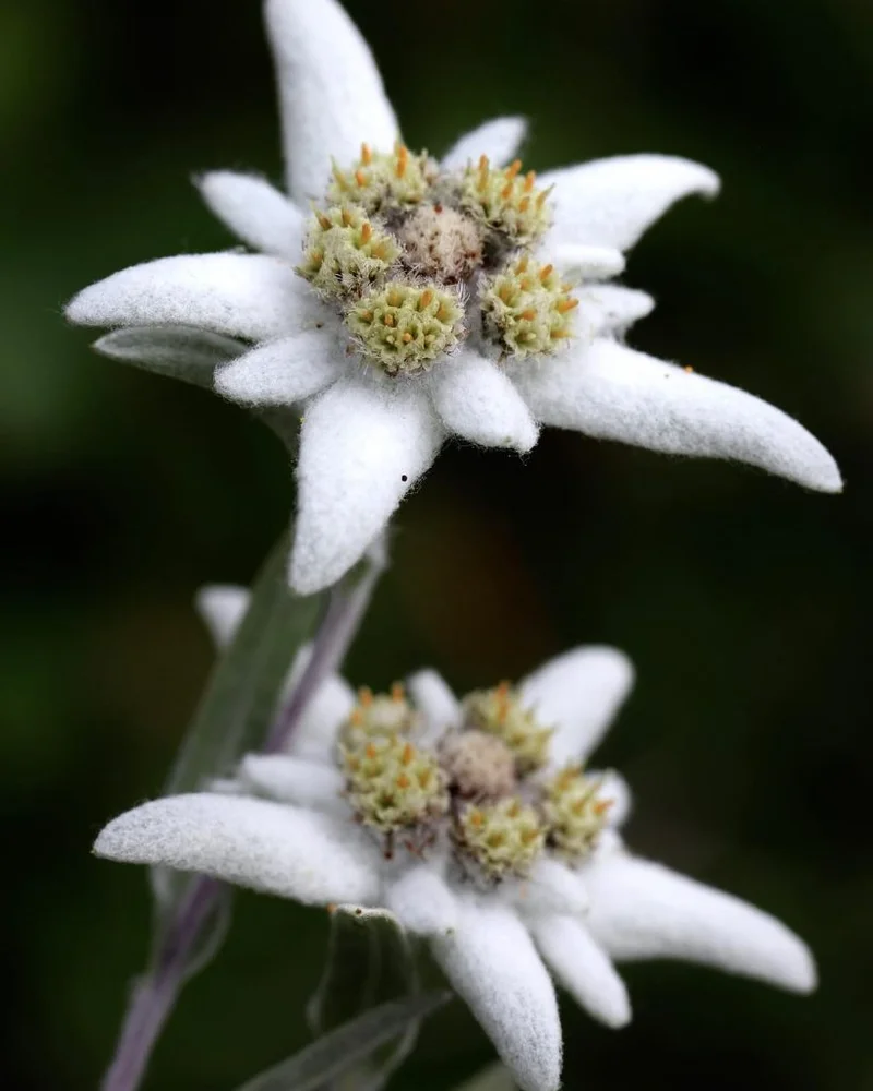 Edelweiss: What it *really* means, from the song to the airline, and why it's everywhere.