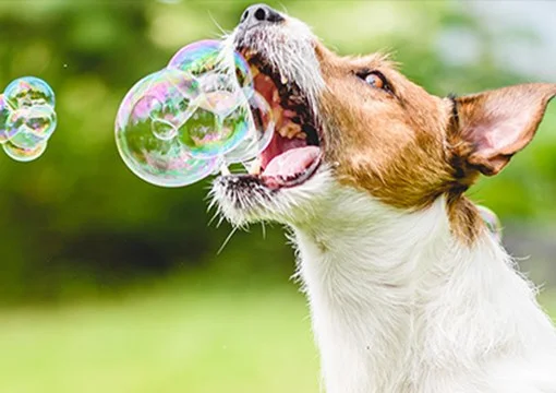 How to Spot a Bubble: You're Already Screwed. - Reddit Explodes